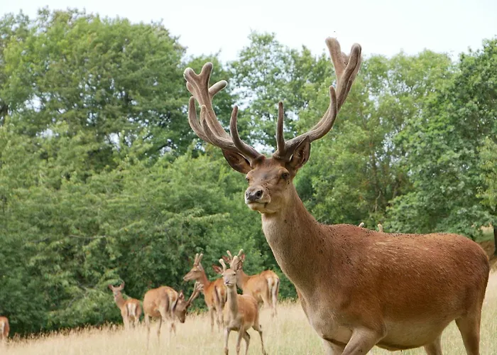 Au Domaine du Cerf
