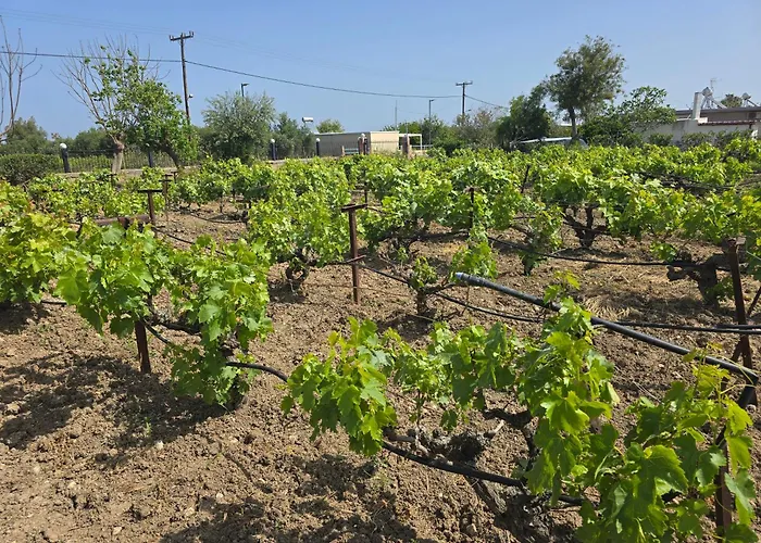 Ilios K Village Resort Tigkaki 