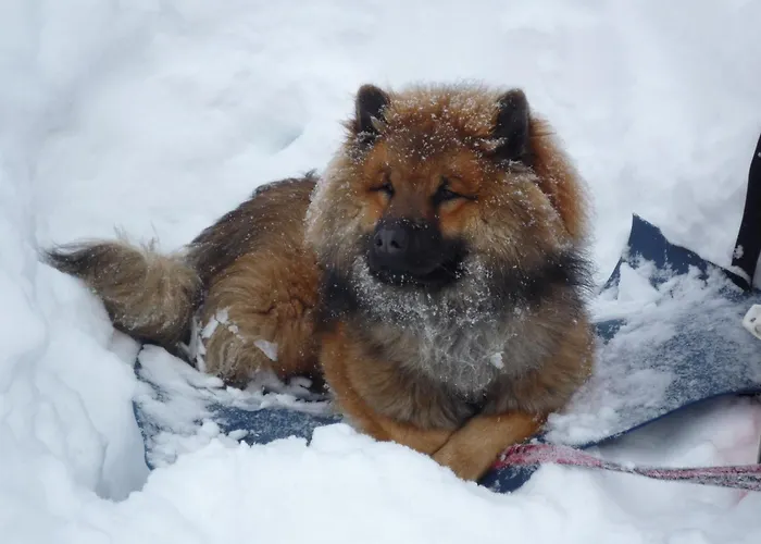 Boutique Hundehotel Bergzeit