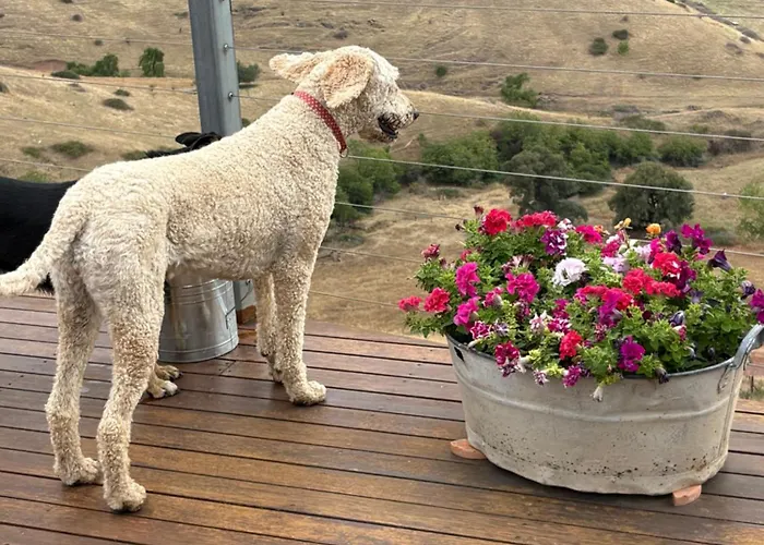 Amazing Views Pet Friendly Bed And Breakfast