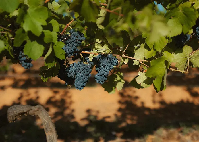 Red Door Collective - Rdc Vineyard Estate, Luxury Adult Only Stay