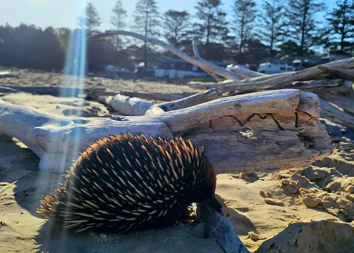 Tuross Beach Cabins & Campsites