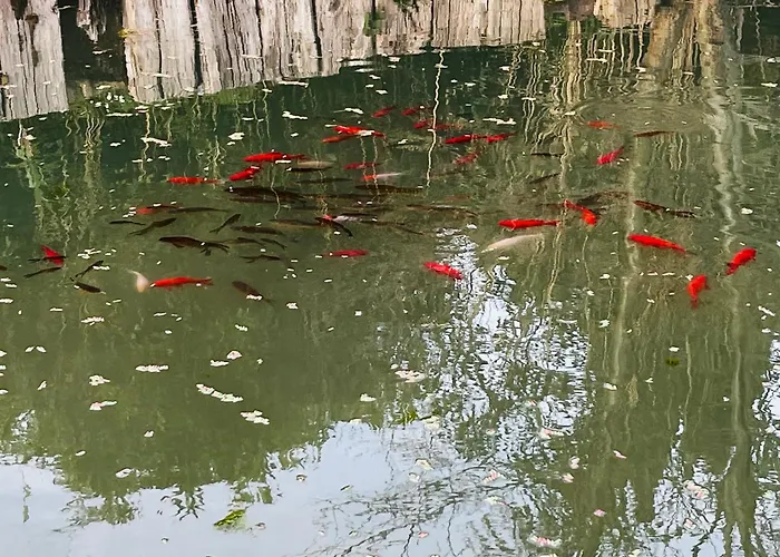 Eden aux hirondelles